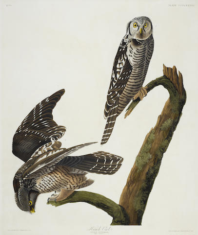 After John James Audubon - Hawk Owl (Pl. CCCLXXVIII)-1837 After John James Audubon - Hawk Owl (Pl. CCCLXXVIII)-1837
