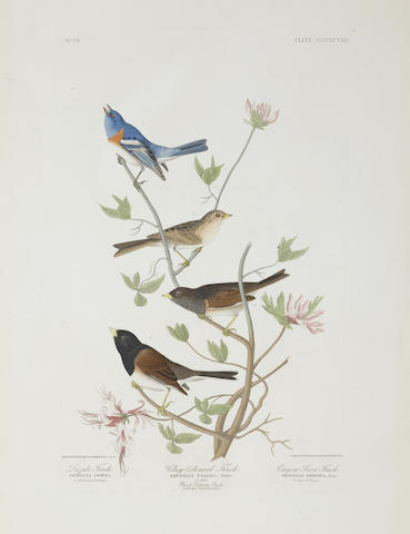 After John James Audubon - Lazuli Finch. Clay-coloured Finch. Oregon Snow Finch (Pl. CCCXCVIII)-1837 After John James Audubon - Lazuli Finch. Clay-coloured Finch. Oregon Snow Finch (Pl. CCCXCVIII)-1837