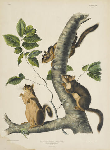 After John James Audubon - Carolina Grey Squirrel (Pl. VII); Douglass Squirrel (Pl. XLVIII) 2-1844 After John James Audubon - Carolina Grey Squirrel (Pl. VII); Douglass Squirrel (Pl. XLVIII) 2-1844