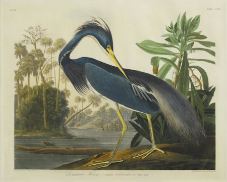 After John James Audubon - Louisiana Heron (Pl. CCXVII)-1832 After John James Audubon - Louisiana Heron (Pl. CCXVII)-1832