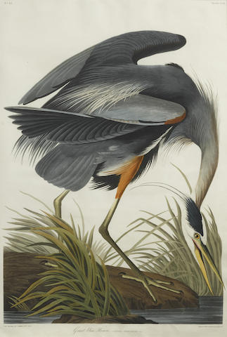 After John James Audubon - Great Blue Heron (Pl. CCXI)-1834 After John James Audubon - Great Blue Heron (Pl. CCXI)-1834
