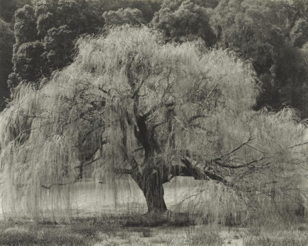 Willow, Santa Cruz-1933 Willow, Santa Cruz-1933