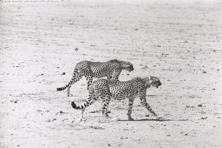 Hunting Cheetahs on the Taru Desert, Kenya, June-1960 Hunting Cheetahs on the Taru Desert, Kenya, June-1960