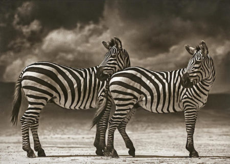 Two Zebras Turning Heads, Ngorognoro Crater-2005 Two Zebras Turning Heads, Ngorognoro Crater-2005