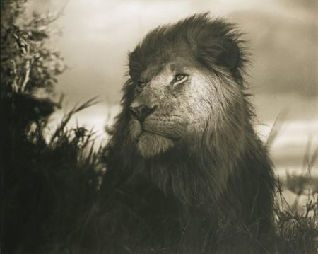 Lion In Shaft Of Light-2012 Lion In Shaft Of Light-2012