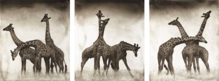 Giraffe Triptych’, Maasai Mara-2005 Giraffe Triptych’, Maasai Mara-2005