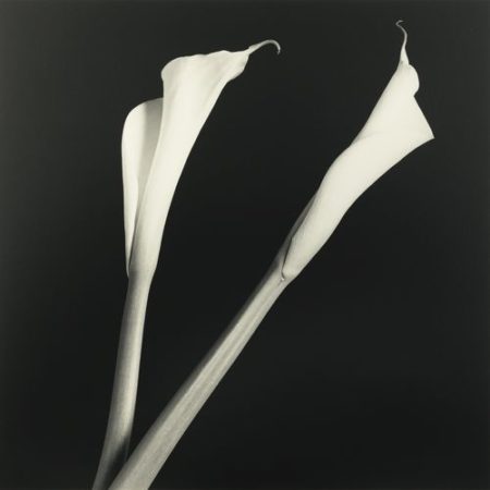 Calla Lilies-1985 Calla Lilies-1985
