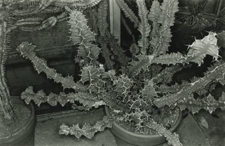 Cactus, Brooklyn Botanical Garden-1973 Cactus, Brooklyn Botanical Garden-1973