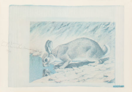Amerikanischer Hasenzucker (American Hare Sugar)-1974 Amerikanischer Hasenzucker (American Hare Sugar)-1974
