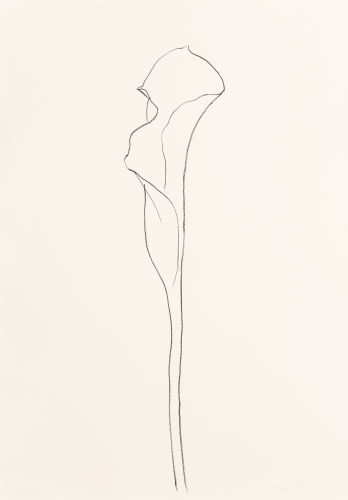 Calla Lily 3-1984 Calla Lily 3-1984