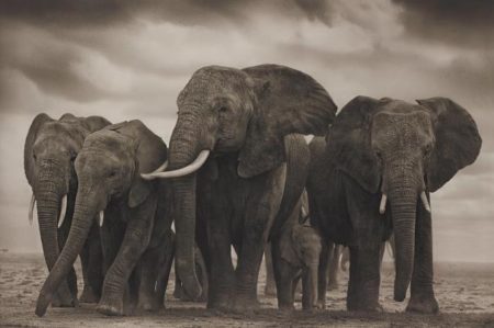 Elephant Five, Amboseli-2008 Elephant Five, Amboseli-2008
