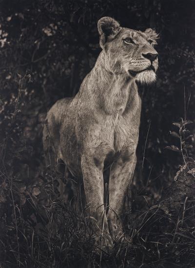 Lioness Against Dark Foliage, Serengeti-2012 Lioness Against Dark Foliage, Serengeti-2012