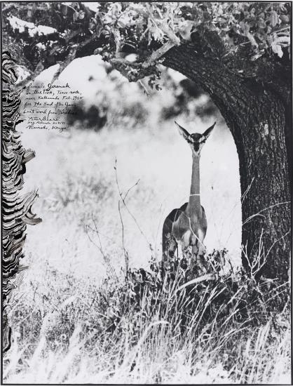 Female Gerenuk On The Tiva, Tsavo North, Near Kathemula, Feb.-1965 Female Gerenuk On The Tiva, Tsavo North, Near Kathemula, Feb.-1965