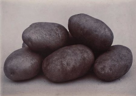 Up-To-Date Potatoes-1900 Up-To-Date Potatoes-1900