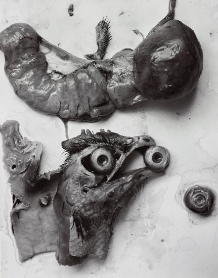 The Anatomy Of A Chicken-1939 The Anatomy Of A Chicken-1939