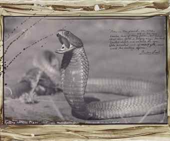 Spitting Cobra, Tsavo-1960 Spitting Cobra, Tsavo-1960