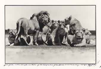 Lion Pride, Southern Serengetti near Ndutu, for The End of the Game, Nairobi, Kenya, East Africa-1976 Lion Pride, Southern Serengetti near Ndutu, for The End of the Game, Nairobi, Kenya, East Africa-1976