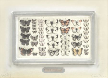 British Butterflies- British Butterflies-