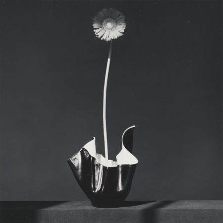 African Daisy-1982 African Daisy-1982