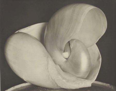 Shells, 6S-1927 Shells, 6S-1927