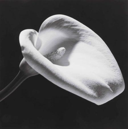 Calla Lily-1984 Calla Lily-1984