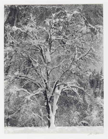 Oak Tree in Snow Against Cathedral Rock, Yosemite Valley, California-1933 Oak Tree in Snow Against Cathedral Rock, Yosemite Valley, California-1933