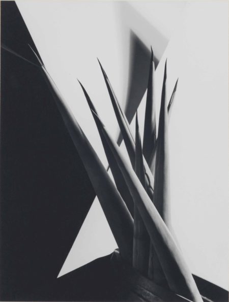 Agave Design I-1920 Agave Design I-1920
