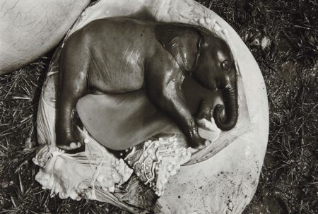 Elephant Embryo, Uganda-1966 Elephant Embryo, Uganda-1966