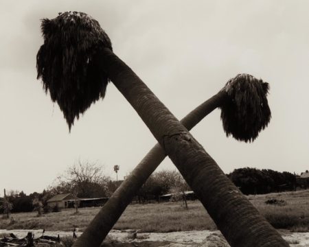 Dead Palms, Partially Uprooted, Ontario, California-1983 Dead Palms, Partially Uprooted, Ontario, California-1983