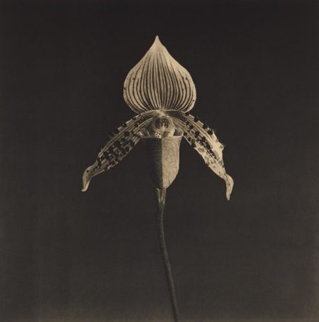 Orchid-1987 Orchid-1987