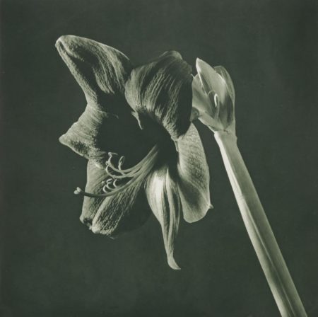 Green Amaryllis From Flowers-1988 Green Amaryllis From Flowers-1988