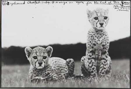 Orphaned Cheetah Cubs, Mweiga National Park, Kenya For The End Of The Game-1968 Orphaned Cheetah Cubs, Mweiga National Park, Kenya For The End Of The Game-1968