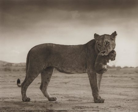Lioness With Cub In Mouth, Amboseli-2012 Lioness With Cub In Mouth, Amboseli-2012