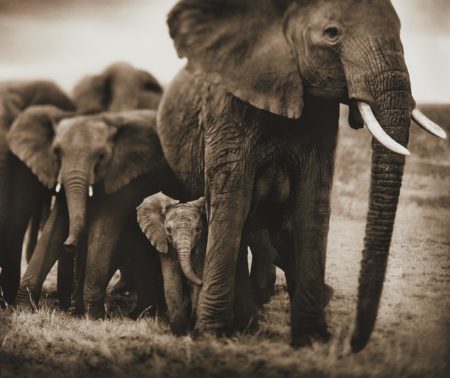 Elephant Mother And Two Babies, Serengeti-2002 Elephant Mother And Two Babies, Serengeti-2002