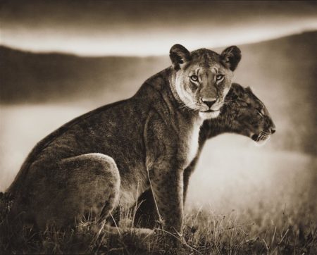 Sitting Lionesses, Serengeti-2002 Sitting Lionesses, Serengeti-2002