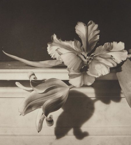 Tulips, Oyster Bay, New York-1989 Tulips, Oyster Bay, New York-1989