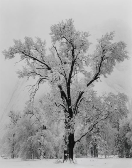 Oak Tree Snowstorm Yosemite National Park California-1948 Oak Tree Snowstorm Yosemite National Park California-1948