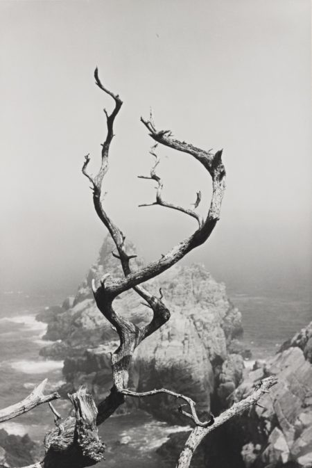 Point Lobos California (Twisted Tree)-1951 Point Lobos California (Twisted Tree)-1951