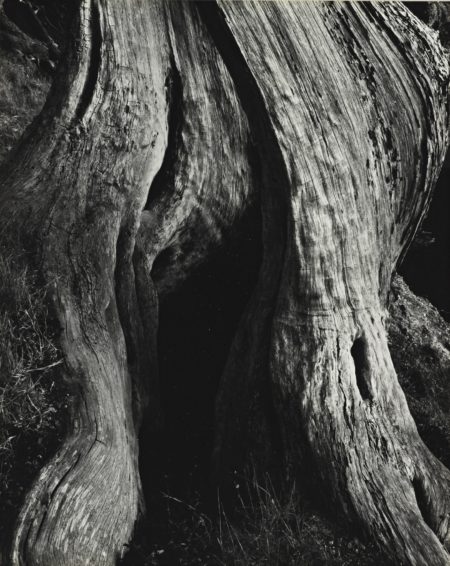 Cypress Point Lobos-1930 Cypress Point Lobos-1930