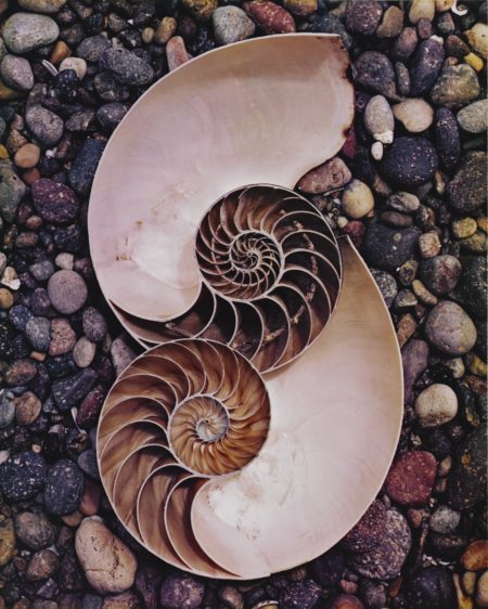 Nautilus Shells-1947 Nautilus Shells-1947