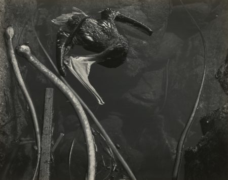 Tide Pool Point Lobos (Dead Pelican)-1945 Tide Pool Point Lobos (Dead Pelican)-1945