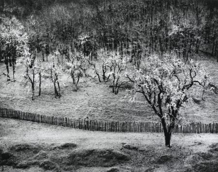 Oak Tree Rain Sonoma County Hills California-1960 Oak Tree Rain Sonoma County Hills California-1960