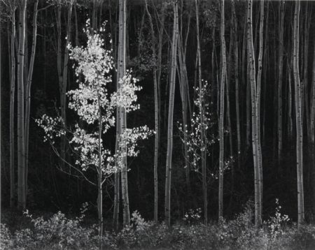 Aspens New Mexico-1958 Aspens New Mexico-1958