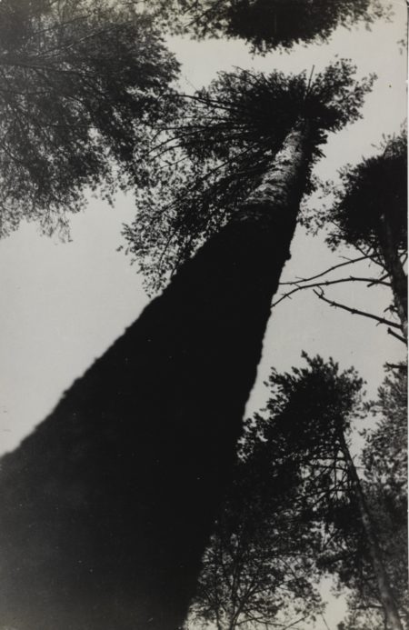 Pine Trees-1927 Pine Trees-1927