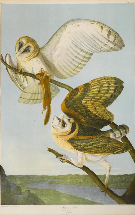 After John James Audubon - Barn Owl (Pl. 34)-1860 After John James Audubon - Barn Owl (Pl. 34)-1860