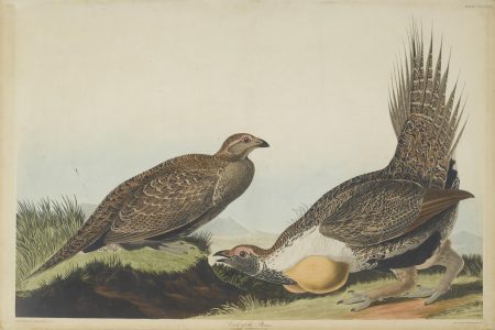 After John James Audubon - Cock of the Plains (Pl. CCCLXXI)-1837 After John James Audubon - Cock of the Plains (Pl. CCCLXXI)-1837