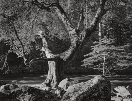 Morning, Merced River Canyon, Yosemite National Park-1950 Morning, Merced River Canyon, Yosemite National Park-1950