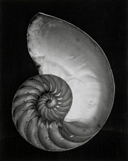 Nautilus Shell (Half)-1927 Nautilus Shell (Half)-1927