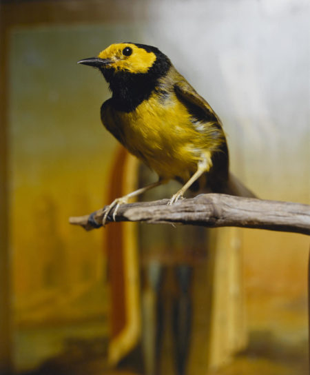 Hooded Warbler II-2000 Hooded Warbler II-2000