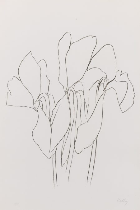 Cyclamen V (Axsom 40)-1964 Cyclamen V (Axsom 40)-1964
